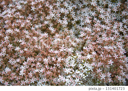 Sedum caeruleum . Pink mountain flowers detail. Summer mountain flora. Floral background 131401723
