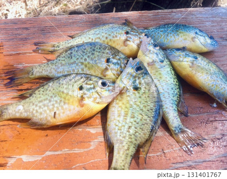 Tiny Sunfish Rainbow Perch 131401767