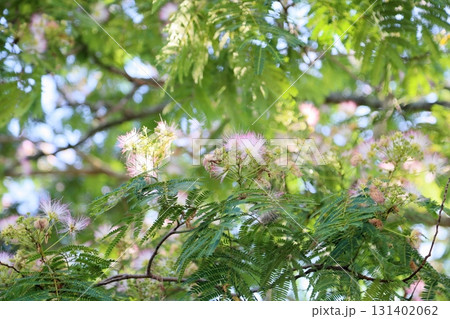 ネムノキの花 131402062