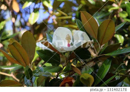 爽やか　タイサンボクの花 131402178