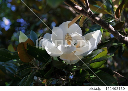 爽やか　タイサンボクの花 131402180