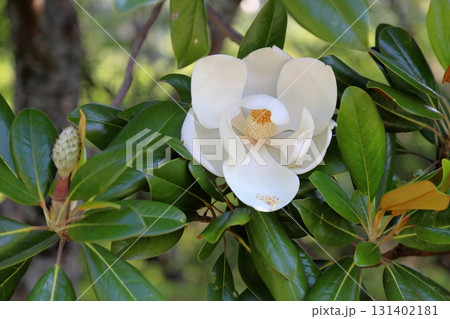 爽やか タイサンボクの花 爽やか タイサンボクの花 131402181