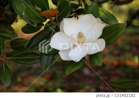 爽やか　タイサンボクの花 131402182