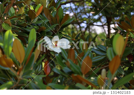爽やか　タイサンボクの花 131402183