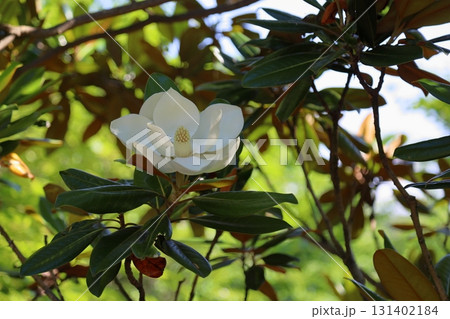 爽やか　タイサンボクの花 131402184