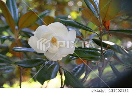 爽やか　タイサンボクの花 131402185