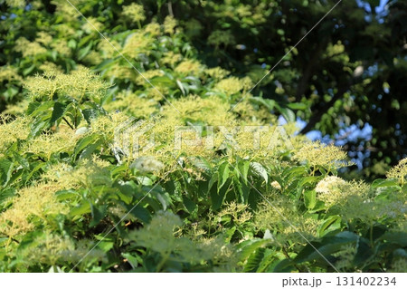 満開　爽やか　ミズキの花 131402234
