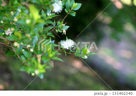 可愛い　ギンバイカの花 131402240