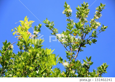 可愛い ギンバイカの花 可愛い ギンバイカの花 131402241