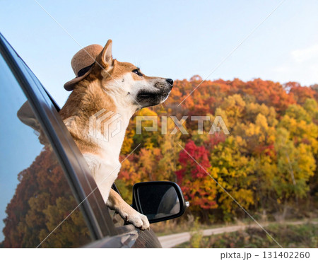 帽子をかぶった豆柴が秋の山をドライブ中に車の窓から顔を出す可愛い旅風景｜紅葉と癒しの犬の表情 131402260