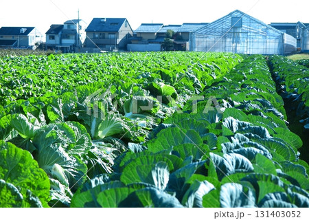 住宅地に隣接した野菜畑(ローアングル・空白飛び) 住宅地に隣接した野菜畑(ローアングル・空白飛び) 131403052