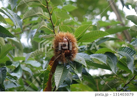 秋の味覚栗の木に実った栗 131403079