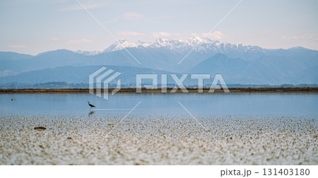 ニュージーランド南島の自然／ネルソン 131403180