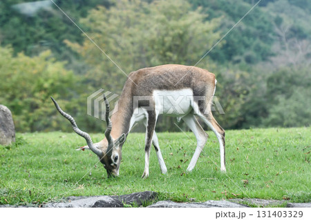 ブラックバック　Blackbuck 131403329