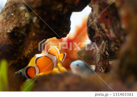 水槽を泳ぐクマノミと珊瑚① 131403381