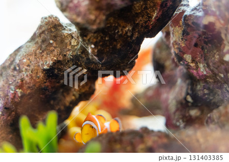 水槽を泳ぐクマノミと珊瑚⑤ 131403385