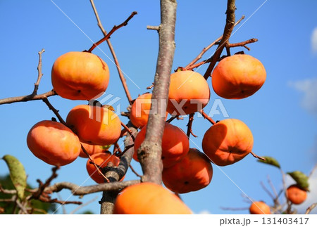 青空に映える柿の実 131403417
