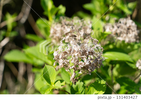 枯れた紫陽花と新緑の対比③ 枯れた紫陽花と新緑の対比③ 131403427