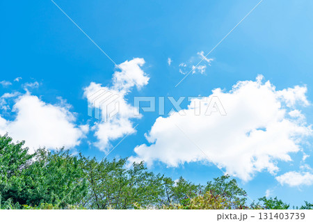 青空と雲と木立 131403739