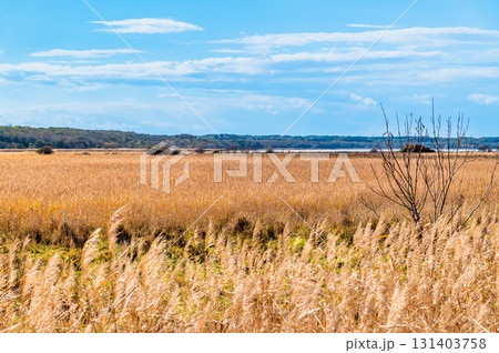 北海道 晩秋の小清水原生花園 131403758