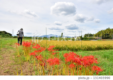 茅ヶ崎里山公園の近くの田んぼに咲く彼岸花と散歩する女性 茅ヶ崎里山公園の近くの田んぼに咲く彼岸花と散歩する女性 131403990