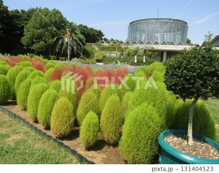 紅葉が見られるようになった花の美術館のコキア 131404523
