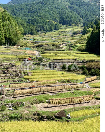 新米の収穫作業(稲刈り・はざ干し)が始まった鞍掛山麓の棚田〈四谷千枚田/愛知県新城市〉 新米の収穫作業(稲刈り・はざ干し)が始まった鞍掛山麓の棚田〈四谷千枚田/愛知県新城市〉 131404687