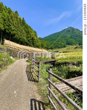 棚田脇の坂道から見る青空の鞍掛山・はざ干し・黄金色に実った稲穂〈四谷千枚田/愛知県新城市〉 131404689