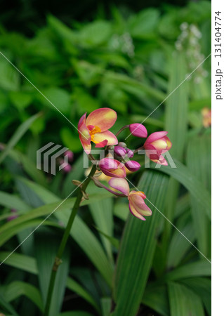 Spathoglottis Plicata pink orchidsin Spathoglottis Plicata pink orchidsin 131404774
