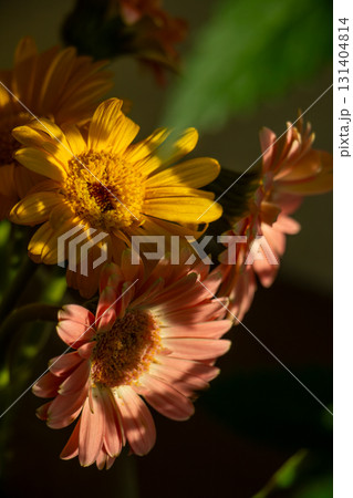 Gerbera Daisy Bouquet in Sunlight With Yellow and Pink Blooms 131404814