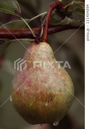 Pear After Rain With Dew Drops On Branch 131404894