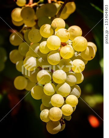 Ripe Green Grapes in Natural Light Ripe Green Grapes in Natural Light 131404903
