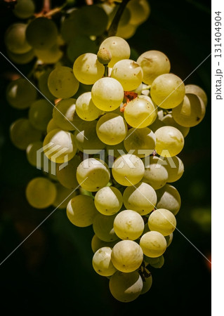 Fresh Green Grapes Hanging in Sunlight Fresh Green Grapes Hanging in Sunlight 131404904