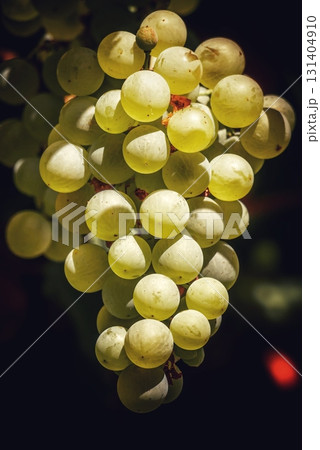 Ripe Green Grapes Hanging from Vine in Soft Focus Ripe Green Grapes Hanging from Vine in Soft Focus 131404910