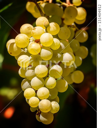 Close-Up of Green Grapes on the Vine Close-Up of Green Grapes on the Vine 131404912