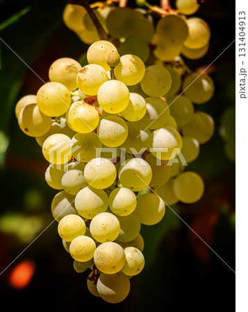 Green Grapes Cluster with Sunlight and Shadow 131404913
