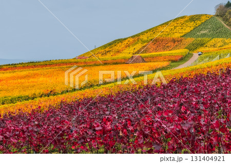 Colorful Vineyard Rows in Fall Season Colorful Vineyard Rows in Fall Season 131404921