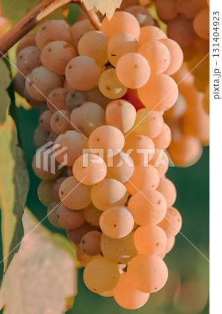 Fresh White Grapes on the Vine in Natural Light 131404923