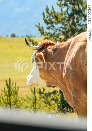 View from car window of a horned cow standing on mountain pasture in Montenegro, looking away. 131405366