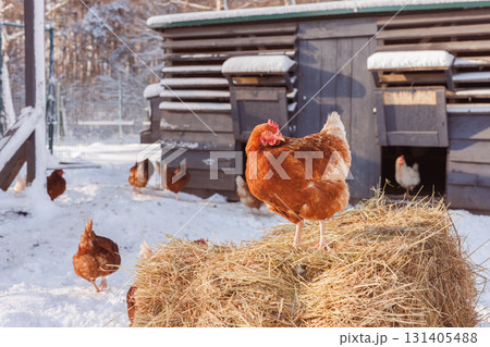 Free range hen on hay near a snowy coop while the flock roams outside, showing cage free care and organic egg production in cold rural season. 131405488