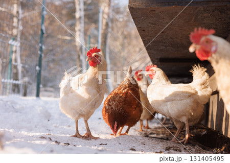 White and brown hens outside a snowy coop on an organic farm, showing cage free welfare and sustainable egg production. 131405495