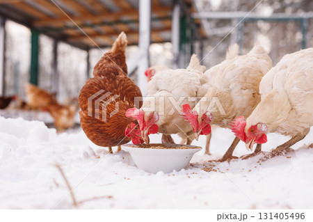 Hens feed from a bowl in snowy farm conditions, showing cagefree care, organic egg production, and sustainable rural agriculture. Hens feed from a bowl in snowy farm conditions, showing cagefree care, organic egg production, and sustainable rural agriculture. 131405496