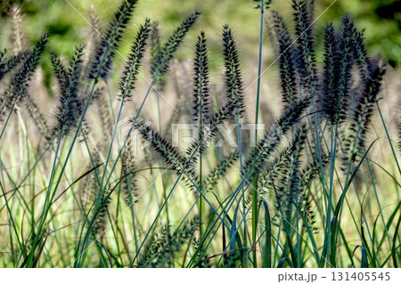 風に揺れるチカラシバ 131405545