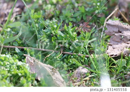 コハコベの花 コハコベの花 131405558