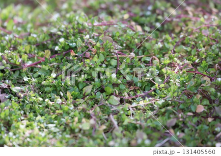 コハコベの花 コハコベの花 131405560