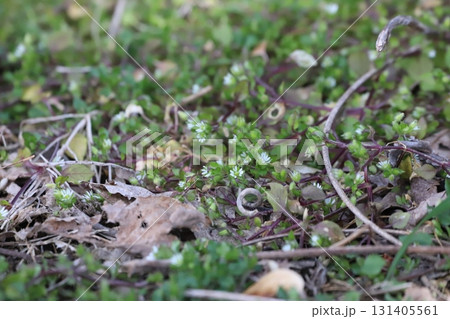 コハコベの花 131405561