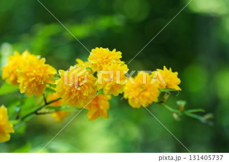 鮮やかに咲くやまぶきの花	 131405737