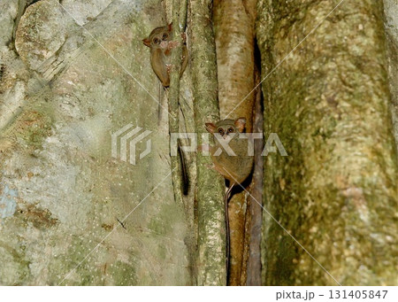 　熱帯雨林の住人、スラウェシメガネザルのカップル。 131405847