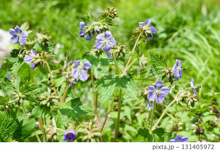 Close view of Geranium pratense with violet blue petals and fresh buds among green foliage, showing the delicate beauty of wild summer flowers. 131405972