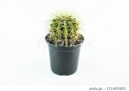 A small Echinocactus grusonii golden barrel cactus in a black pot on a white background, decorative indoor plant with sharp yellow spines and round shape. 131405983